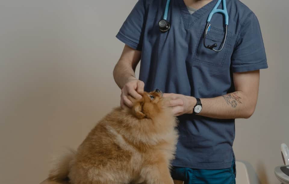 Veterinary Assistant Cover Letter Sample & Guidelines