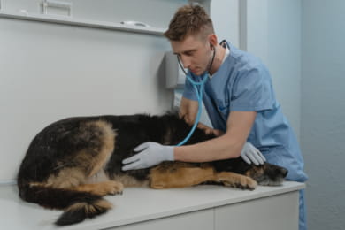 Veterinarian / Veterinary Cover Letter: Example & Guide