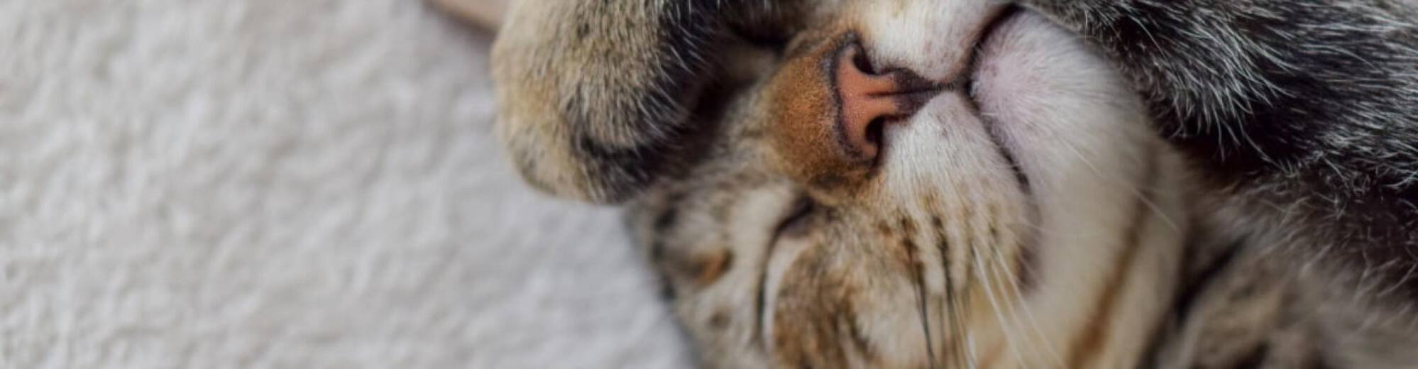 veterinary-receptionist-resume-examples-key-skills